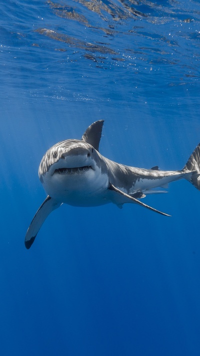 lamniformes, вода, акула, большая белая акула, морская биология