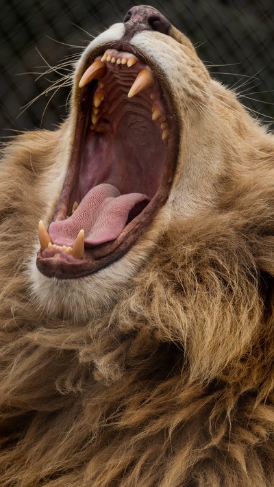 кошачьих, мимика, зевок, лев, рев