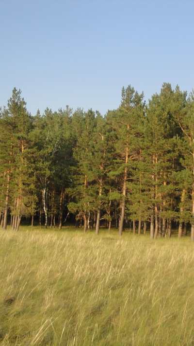 лес, дерево, ель, сельское хозяйство, сенокосное угодье