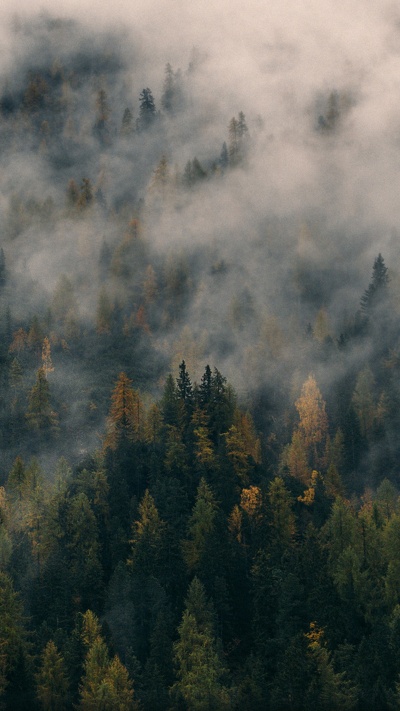 облако, биом, лес, дерево, атмосфера