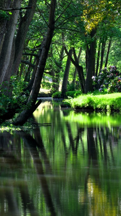 растительность, зеленый, вода, отражение, природа