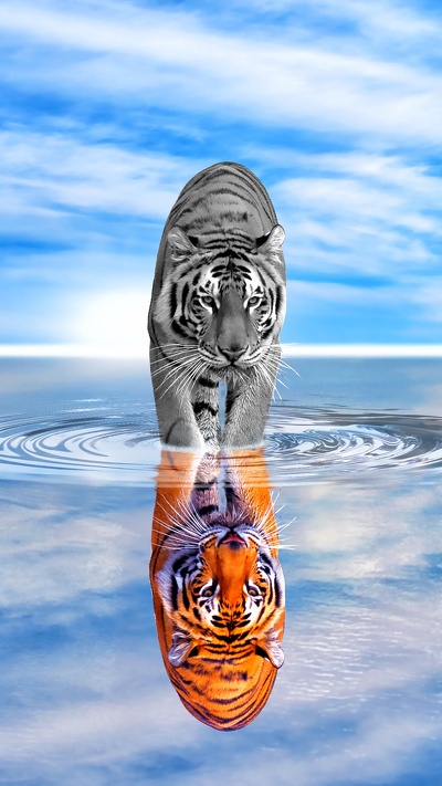 тигр, спокойный, вода, отражение, атмосфера