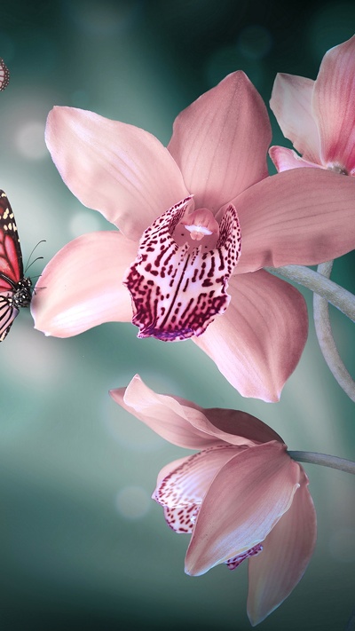 розовый, бабочка, растение, лепесток, насекомое