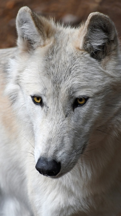 пес, арктический волк, волк, живая природа, псовые