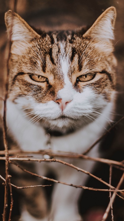 европейская короткошерстная, дикая кошка, эгейская кошка, бакенбарды, полосатый кот