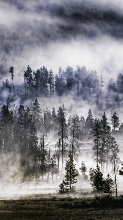 облако, лес туман, дерево, лес, природа
