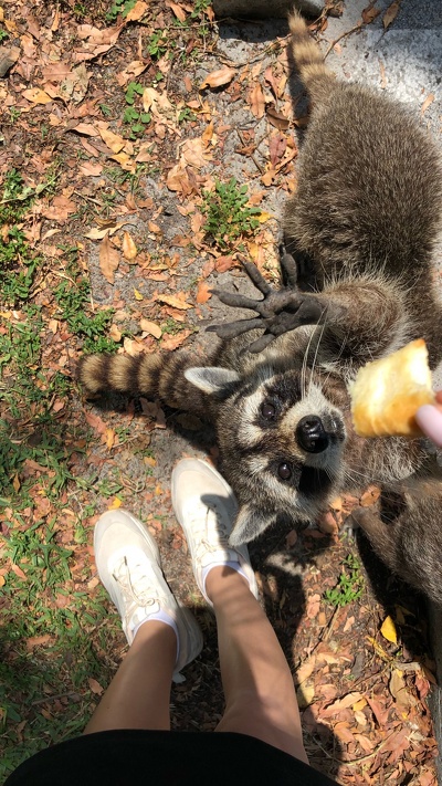 собака породы, башмак, человек, люди в природе, procyonidae