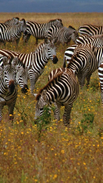живая природа, сенокосное угодье, зебра, стадо, наземные животные