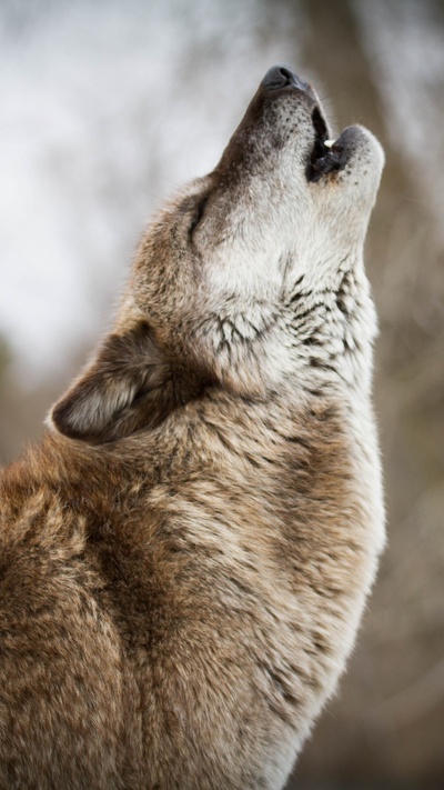 морда, псовые, живая природа, волк, чехословацкий влчак