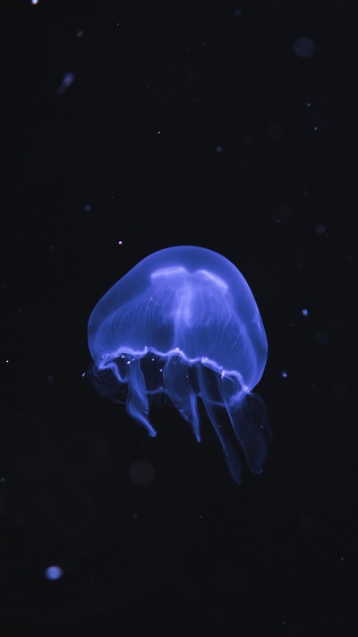 cnidaria, синий, море, медуза, беспозвоночных