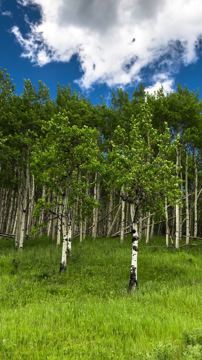 береза, сенокосное угодье, растительность, лес, дерево