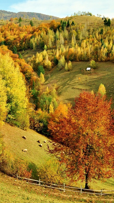 лист, осень, холм, дерево, природа