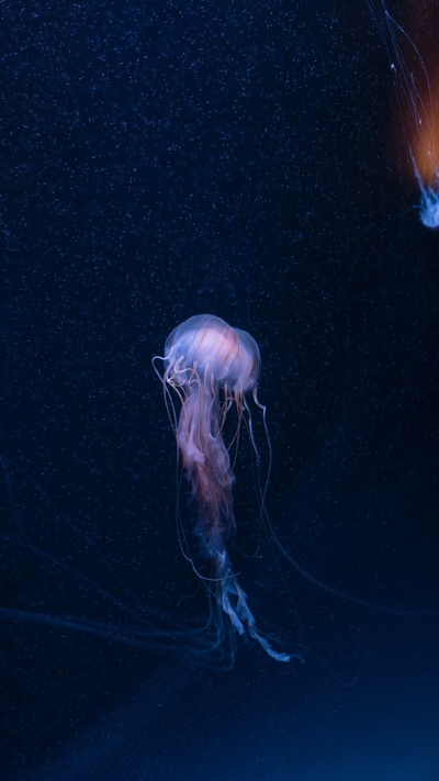 морские беспозвоночные, биолюминесценция, cnidaria, медуза, беспозвоночных