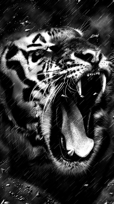 черный, белый тигр, тигр, бенгальский тигр, рев