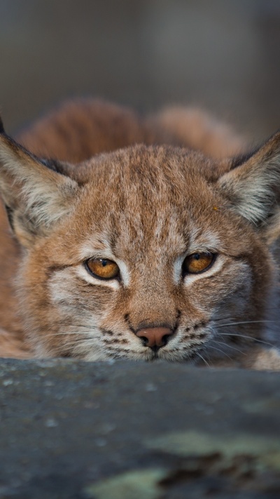 кошачьих, живая природа, дикая кошка, рысь, кот