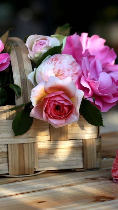 розовый, лепесток, сад роз, срезанные цветы, роза
