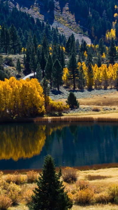 природа, отражение, дерево, дикая местность, осень