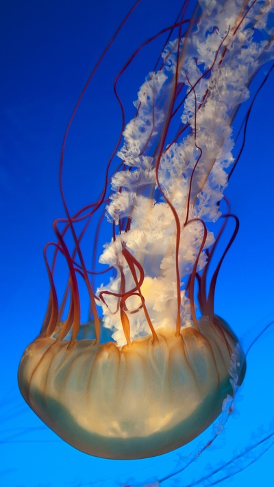 морские беспозвоночные, cnidaria, вода, беспозвоночных, медуза