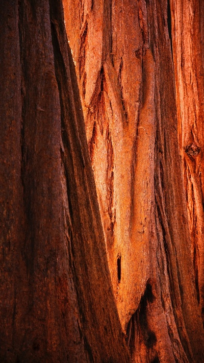 формирование, дерево, древесина, геология, коричневый цвет