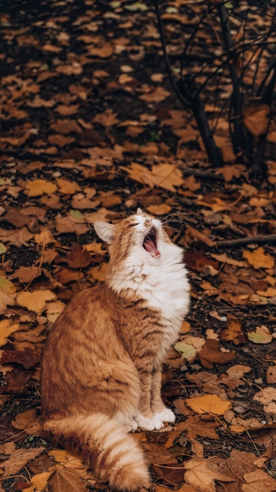 кошачьих, бакенбарды, кот, осень, лист