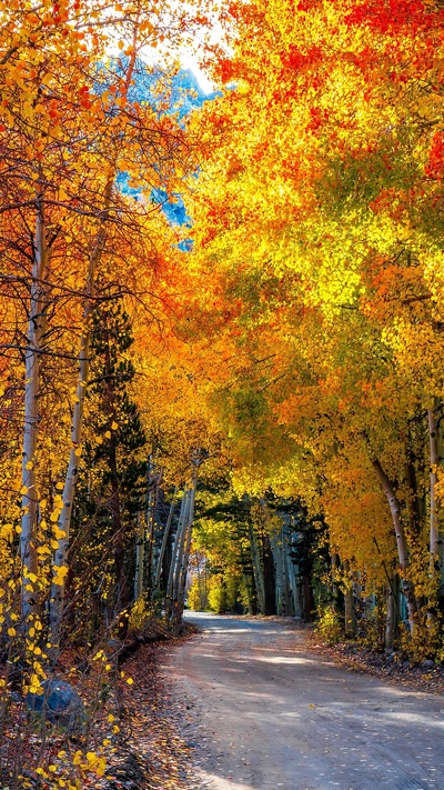 дерево, осень, природа, листопадные, лист