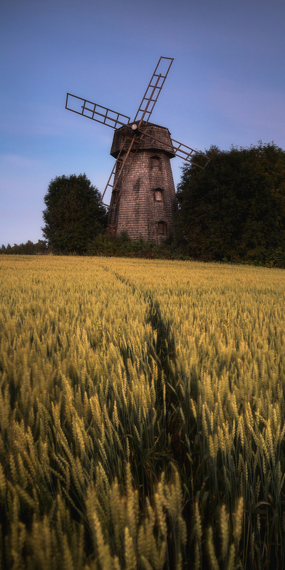 пшеничное поле и мельница