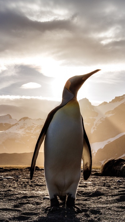 лучший пингвин, императорский пингвин, король пингвинов, нелетающая птица, птица