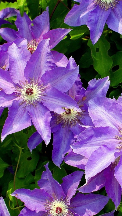 пурпур, однолетнее растение, зеленый, флора, цветковое растение