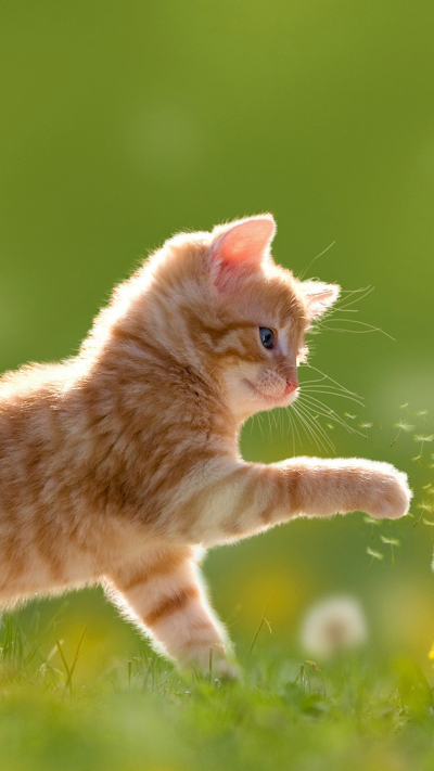 регдолл, котенок, полосатый кот, персидская кошка, привлекательность