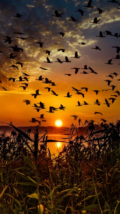 природа, восход солнца, утро, миграция птиц, природный ландшафт