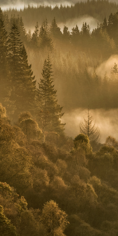 туманный таежный еловый лес