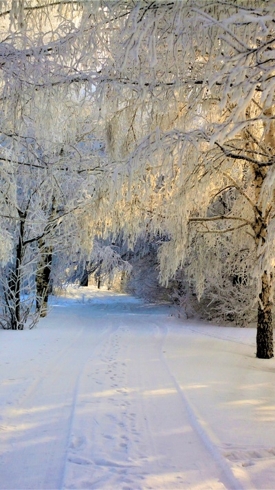 зима, дерево, природа, дорога, снег