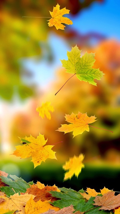 осенняя окраска листьев, осень, природа, ботаники, растение