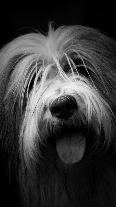 havanese собак, псовые, бородатая колли, собака породы, пес