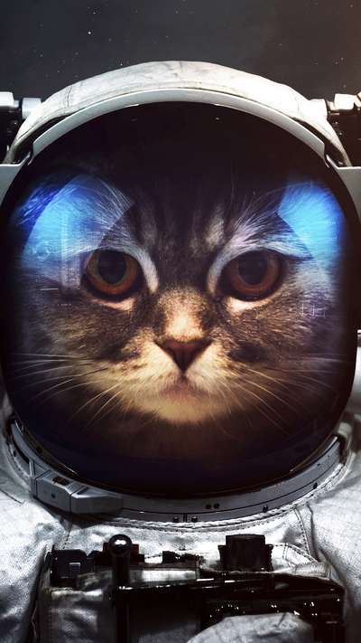 космос, котенок, пес, кошки сфинксы, космонавт кошка