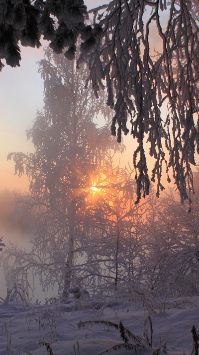 зима, дерево, закат, утро, снег