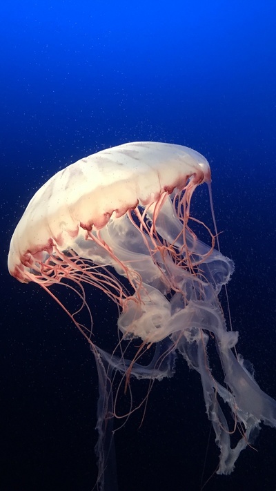 медуза, вода, беспозвоночных, морские беспозвоночные, cnidaria