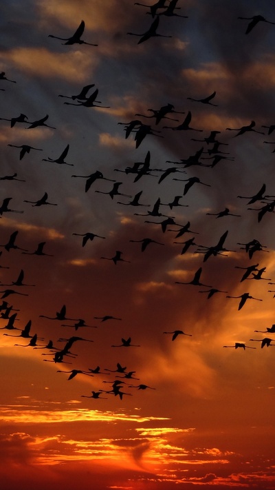 миграция птиц, миграция животных, утро, птица, облако