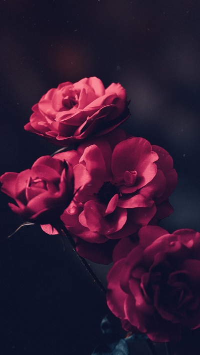 ios, сад роз, красный цвет, лепесток, розовый