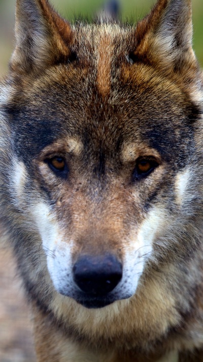 пес, живая природа, волк, псовые, чехословацкий влчак