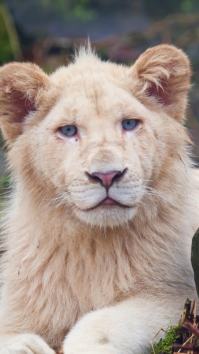 кот, большая кошка, лев, белый лев, кошачьих