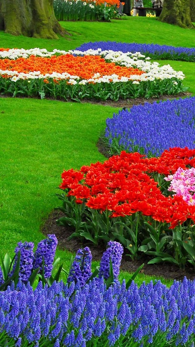 ботанический сад, весна, цветковое растение, цветник, кекенхоф
