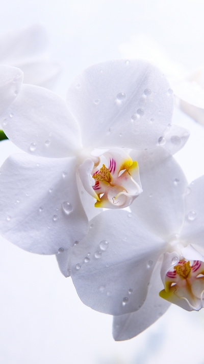 мотылек орхидея, орхидея, белые, весна, растение