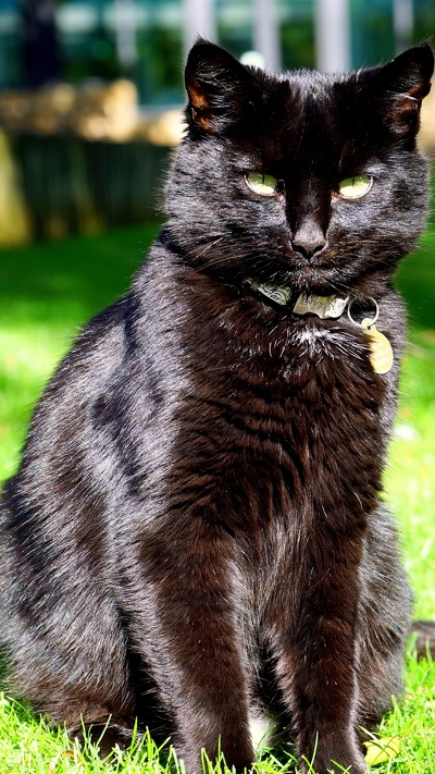 сиамская кошка, кот, фауна, черная кошка, мейн кун