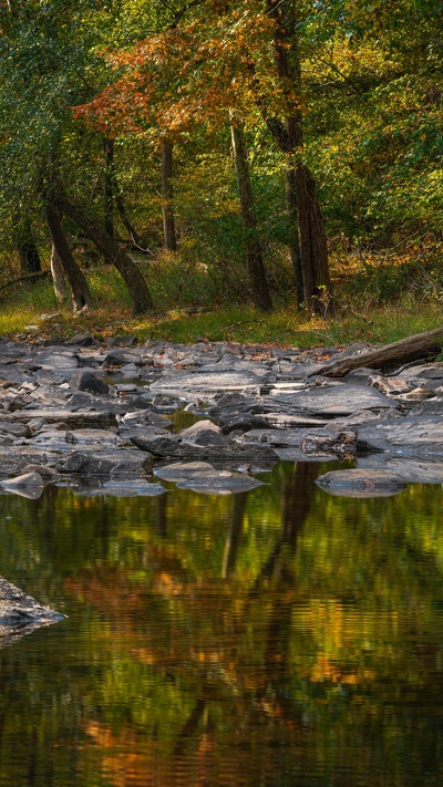 водоем, дерево, природа, отражение, природный ландшафт