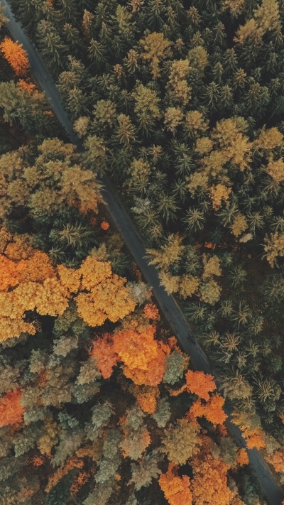 лес, растительность, с высоты птичьего полета, осень, дерево