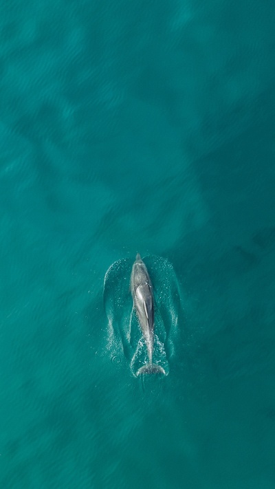 вода, дельфин, афалина, морская биология, океан