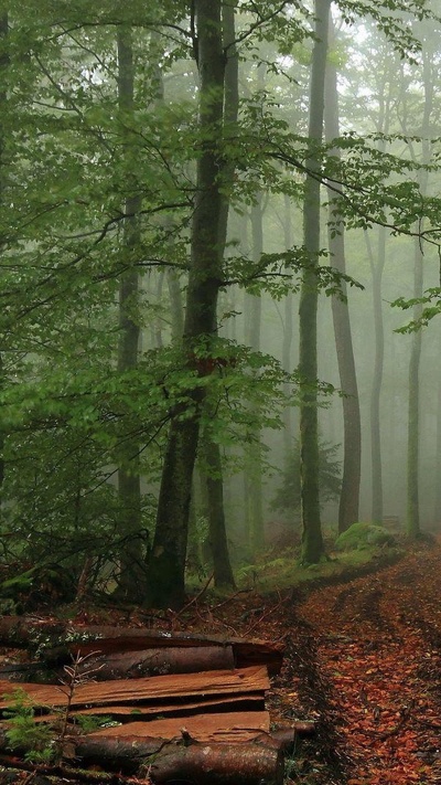 лесистая местность, старовозрастные леса, хвойными лесами, дерево, лес