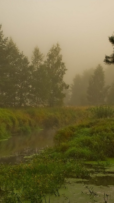 банк, вода, туман, экосистема, природа