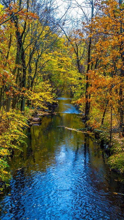 природа, лист, дерево, вода, осень